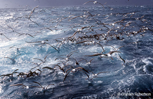 Black-browed Albatross following boat by Graham Robertson